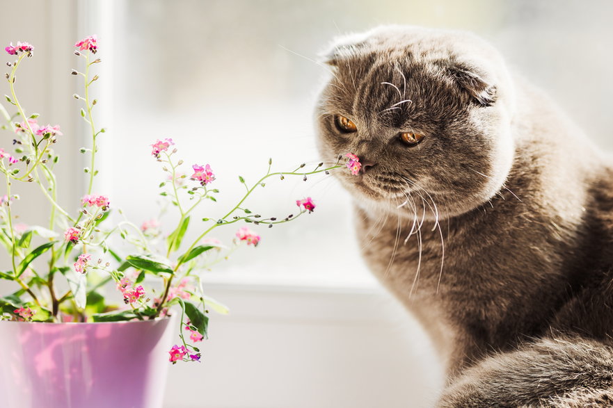 Kot wącha kwiaty
