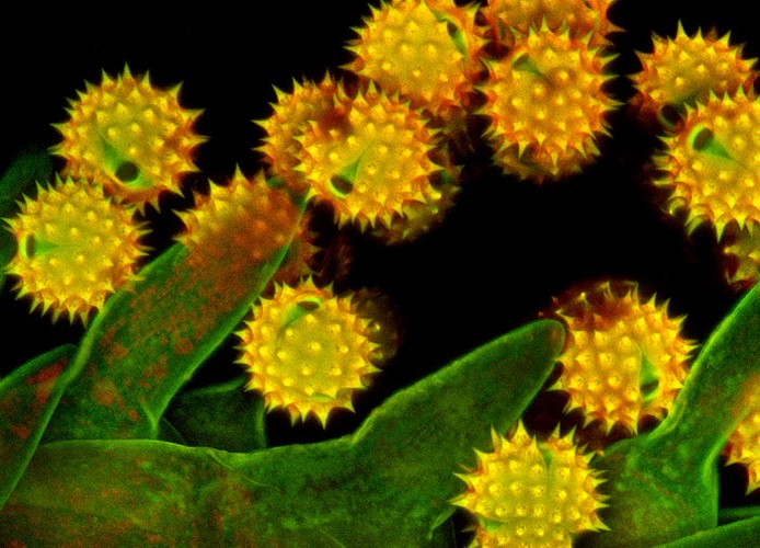 Pyłek kwiatowy, 5. miejsce