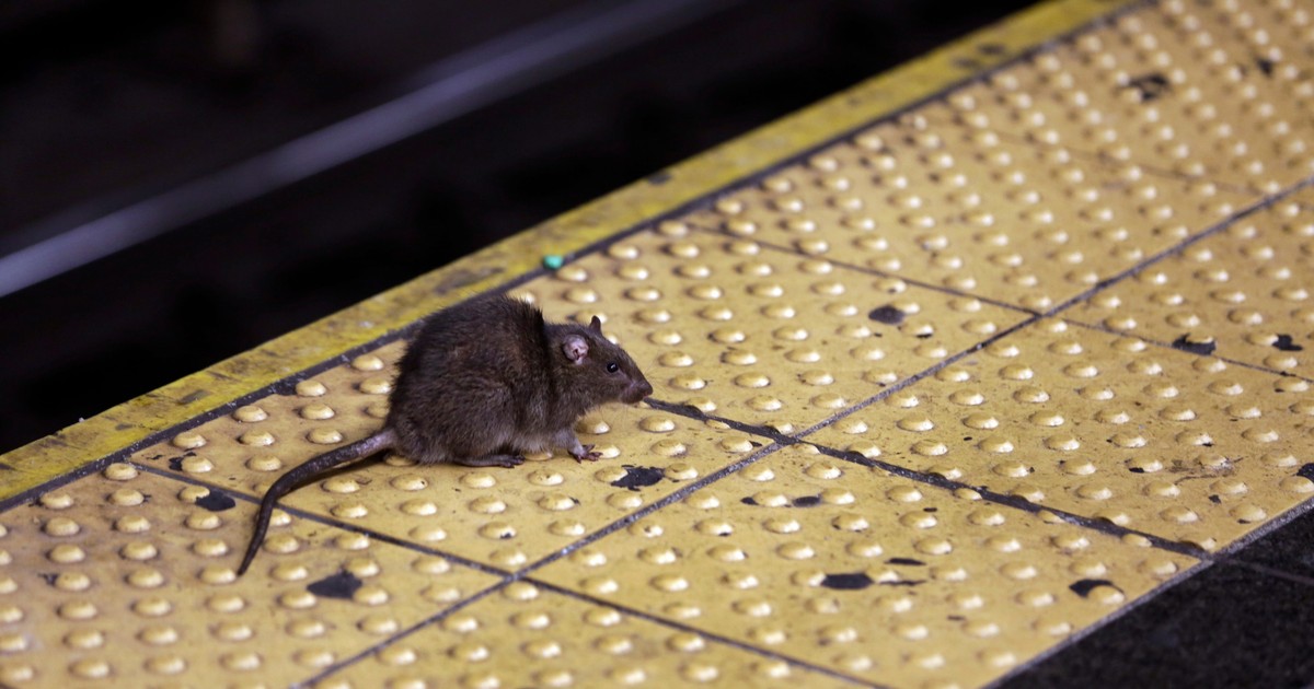 NYC's new rat-killing weapon is wildly successful — for now | Business ...