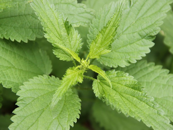 Kopriva je bogata različitim mineralima i vitaminima