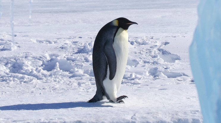 Már csak a pingvinek fognak hiányozni, olyan hideg lesz / Fotó: Northfoto