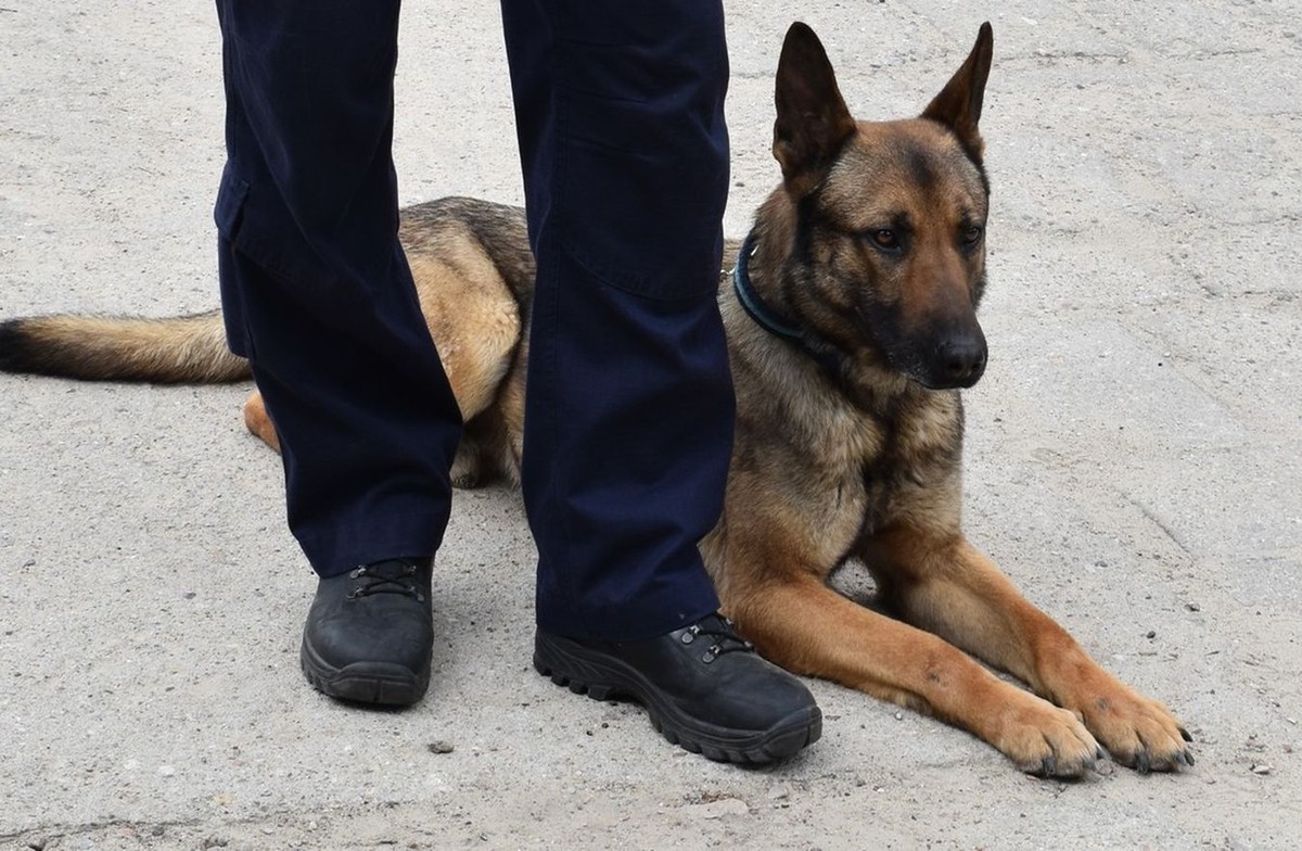 Pies Nadis doprowadził policję do złodziei