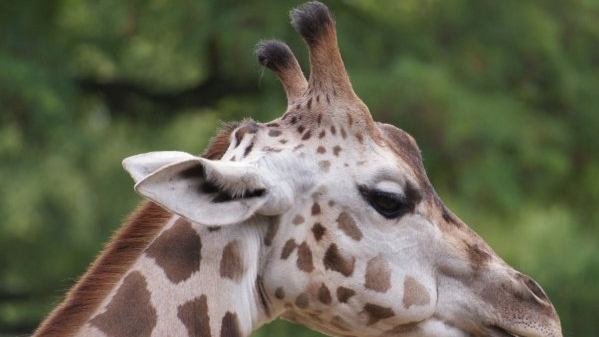 Tofik, jedyny samiec żyrafy w miejskim ogrodzie zoologicznym w Łodzi, padł w niedzielę podczas operacji. Zwierzę od kilkunastu dni chorowało i nie przyjmowało pokarmu. Obecnie w łódzkim zoo pozostają trzy żyrafy-samice.