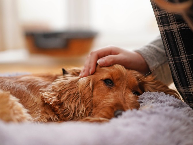 Misteriozna jesenja bolest preti psima: Veterinari izdali hitno upozorenje 