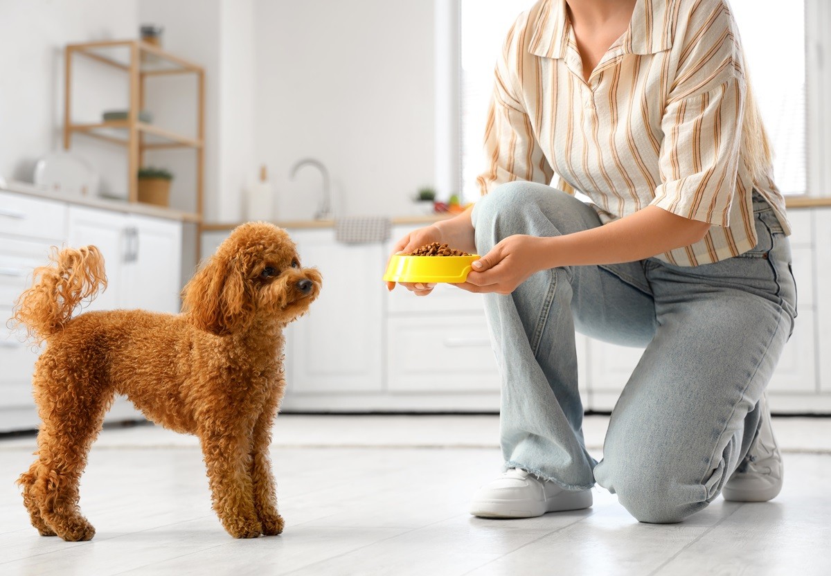 jaka karma dla psa sucha czy mokra czy można mieszać