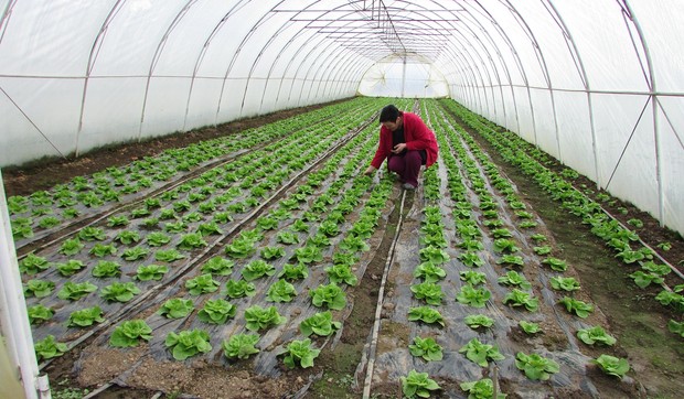 plastenik povrce proizvodnja