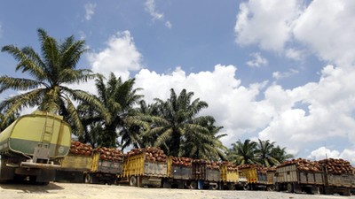 INDONESIA PALM OIL