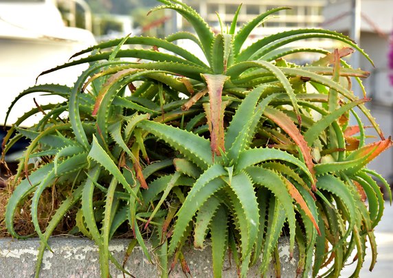 Aloes drzewiasty (Aloe arborescens)