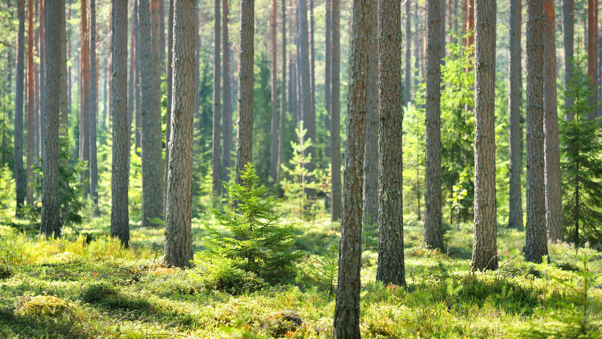 Koronawirus w Polsce. Do których lasów zakazano wstępu?