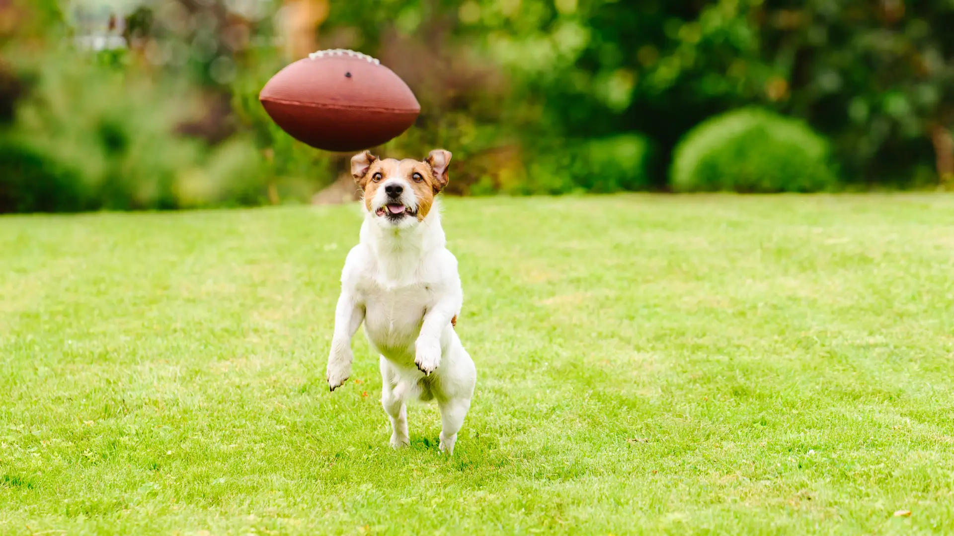 Dzięki ich zwycięstwu w Super Bowl, 109 psów znalazło nowy dom. Schronisko pokazało puste klatki