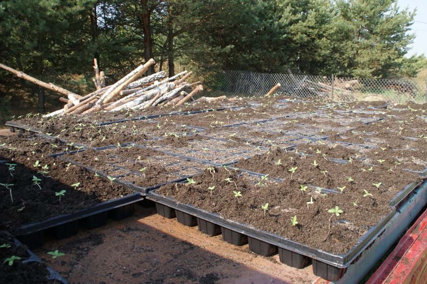 Plantacja konopi pod Szczercowem 