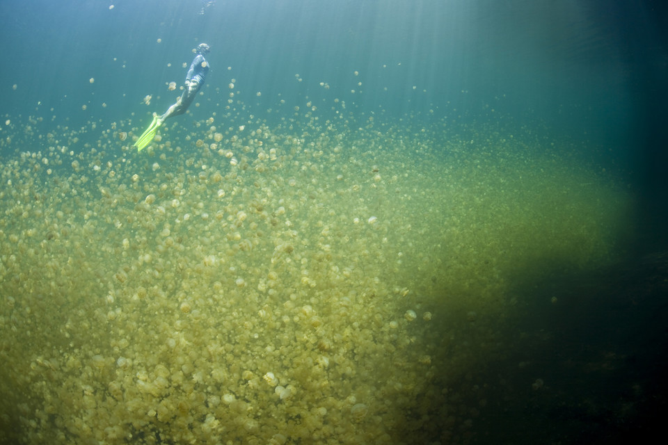 Jellyfish Lake - jezioro meduz w Palau