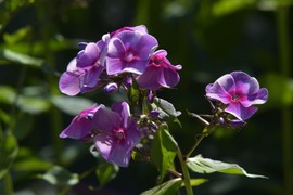 Floks je IDEALNA BILJKA ZA HLAD: Lako se održava i godinama raste, a LJUBIČASTI CVETOVI SLATKOG MIRISA su nestvarni