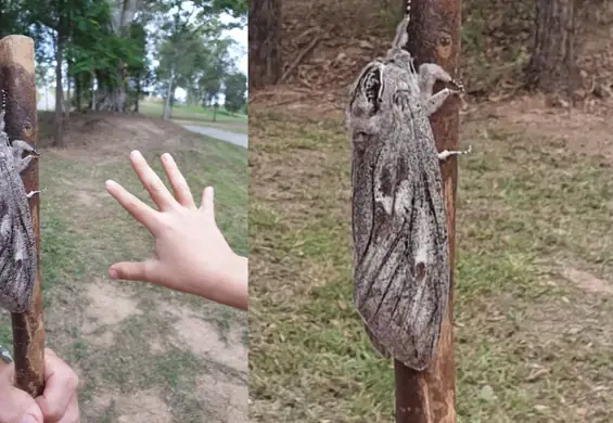 Kobieta z Brisbane napotkała ćmę o rozpiętości skrzydeł ptaka