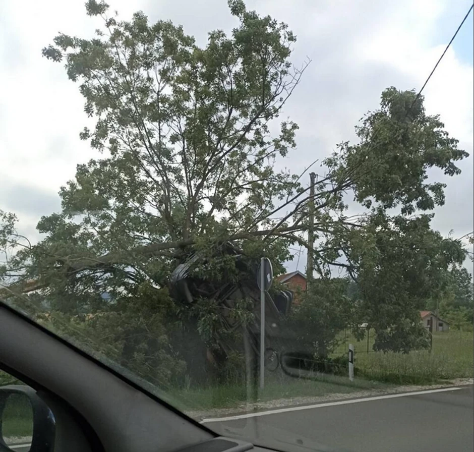 Automobil je završio u drvetu!