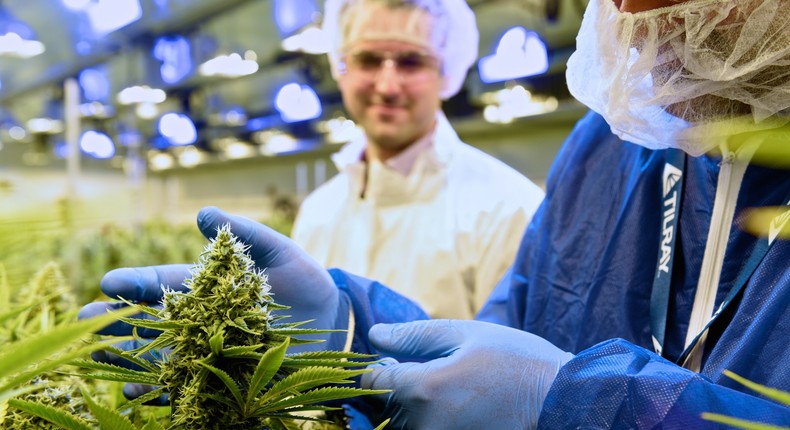 A Tilray worker tends to cannabis plants.