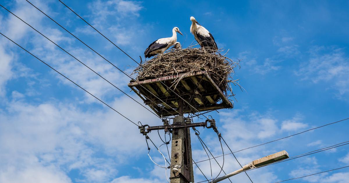  Bociany białe gniazdują na słupach energetycznych należących do Energii