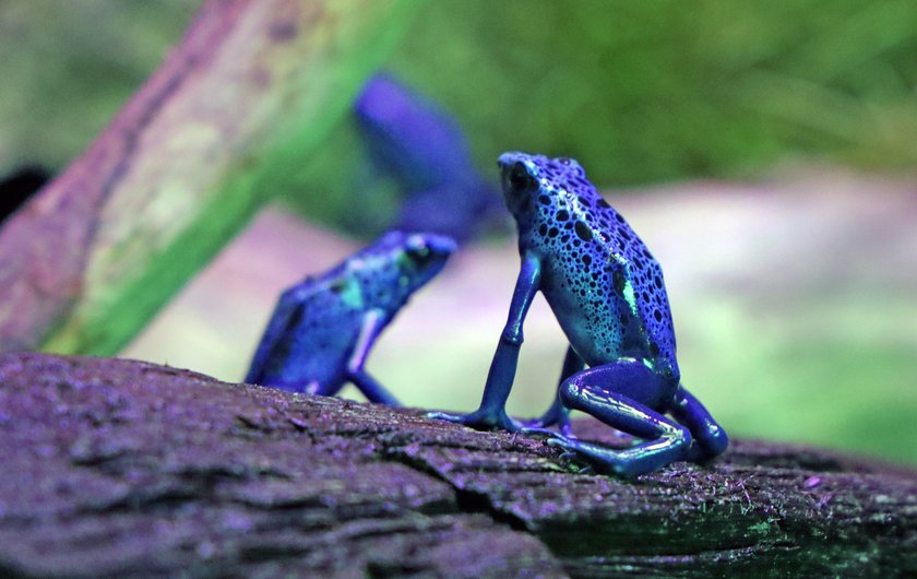 Gady i płazy z ZOO w Łodzi mają nowy dom