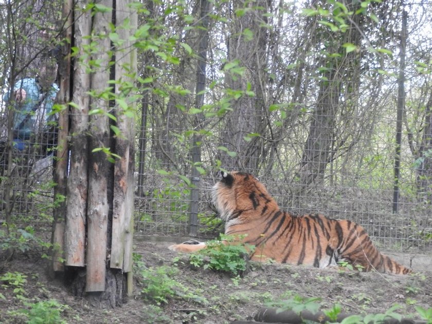 Zwierzęta na razie unikają miejsca blisko siatki, a często właśnie tam się wylegiwały