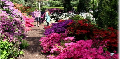 Różaneczniki zakwitły w Arboretum