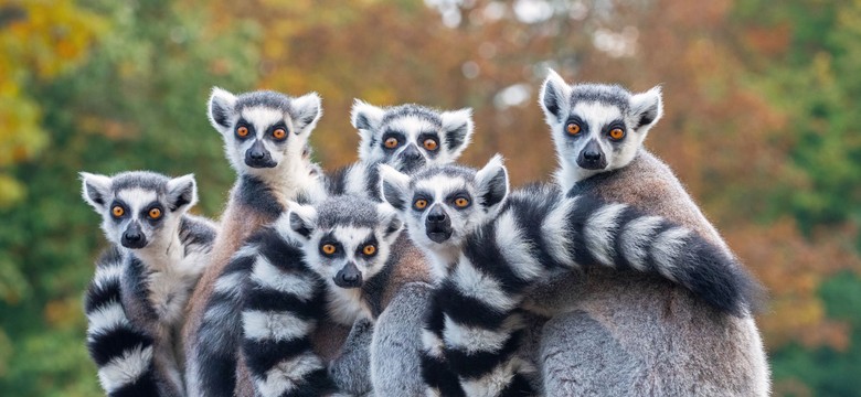 Ssaki żyjące w grupach żyją dłużej niż gatunki samotne