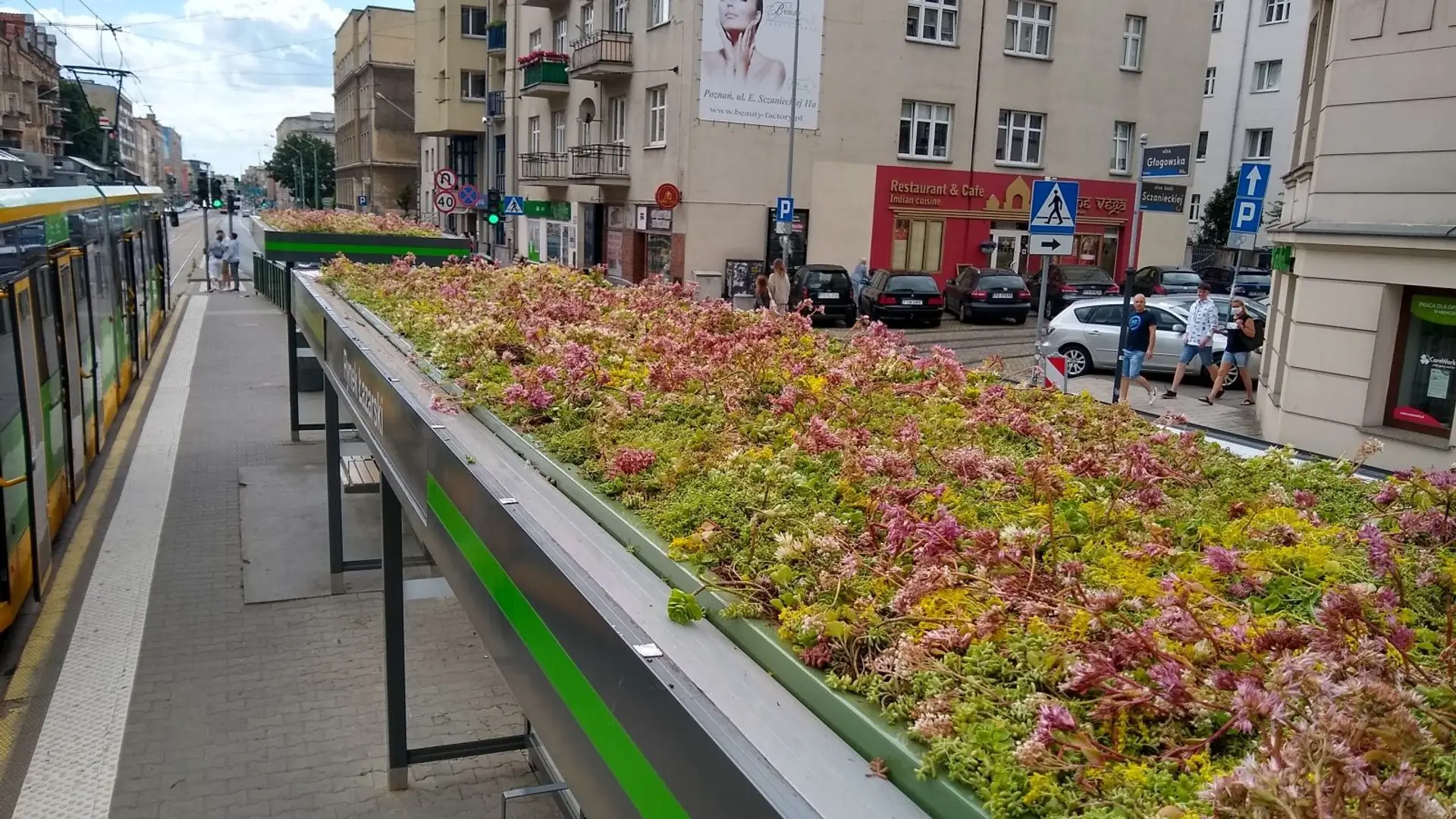 Na łazarskim rejonie już jest kolorowo. Zielone dachy to sposób na betonozę