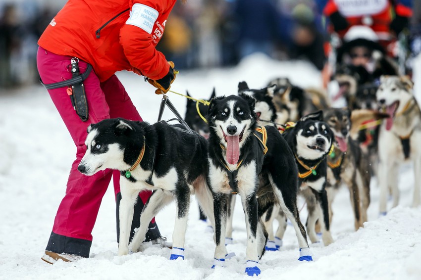 Iditarod Aljaska