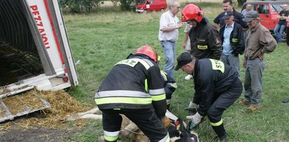 Tragedia uwięzionych zwierząt