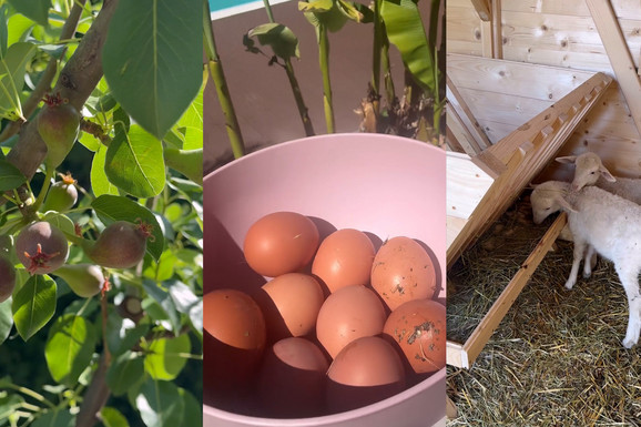 (VIDEO) Seka sakupila jaja od kokošaka, u dvorištu ima JAGNJAD I ZASAĐEN LUK: Pevačica pokazala kako se sprema Uskrs u njenom domu - Veljko i sinovi joj pomažu