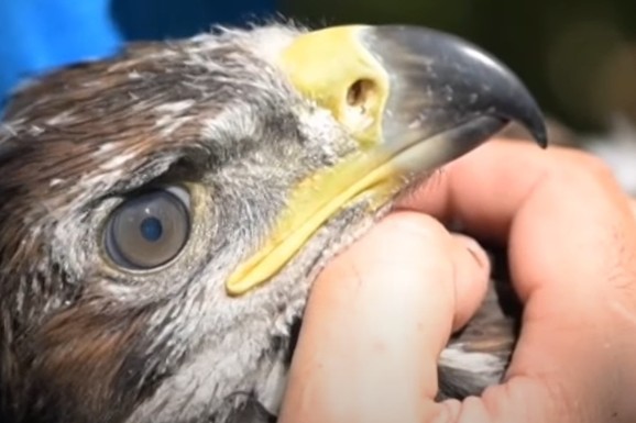 MISTERIJA NA NEBU IZNAD VOJVODINE Broj ove poznate ptice DRASTIČNO PADA, niko ne zna zašto, a evo koga sada ima NAJVIŠE