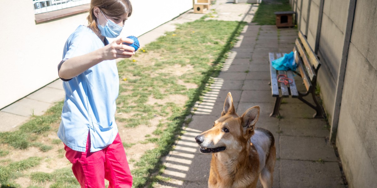 Schronisko dla zwierząt w Łodzi wznowiło adopcje 