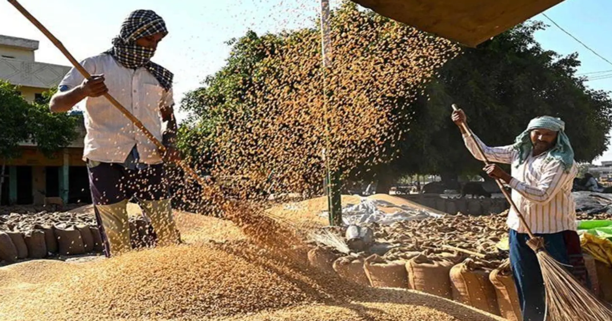 Egypt buys record amount of local wheat as government pays above-market prices to curb imports
