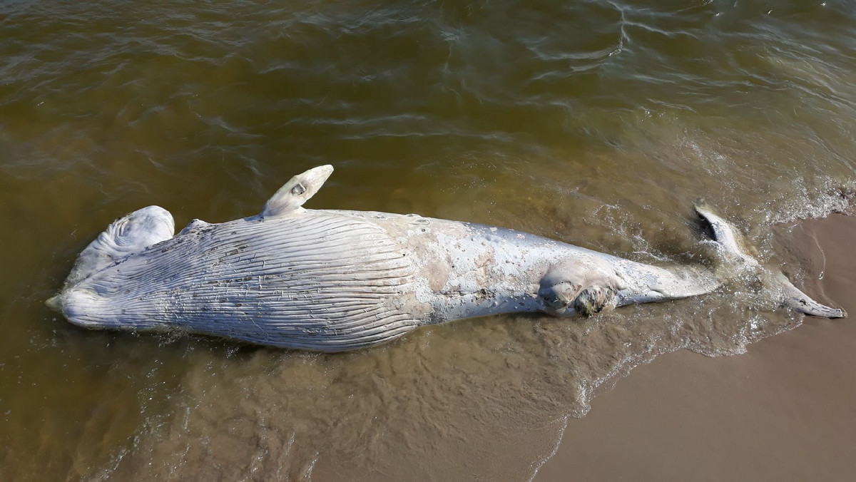 Krynica Morska: martwy wieloryb na plaży