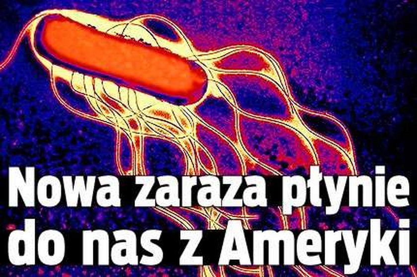 Nowa zaraza nadciąga z USA! 