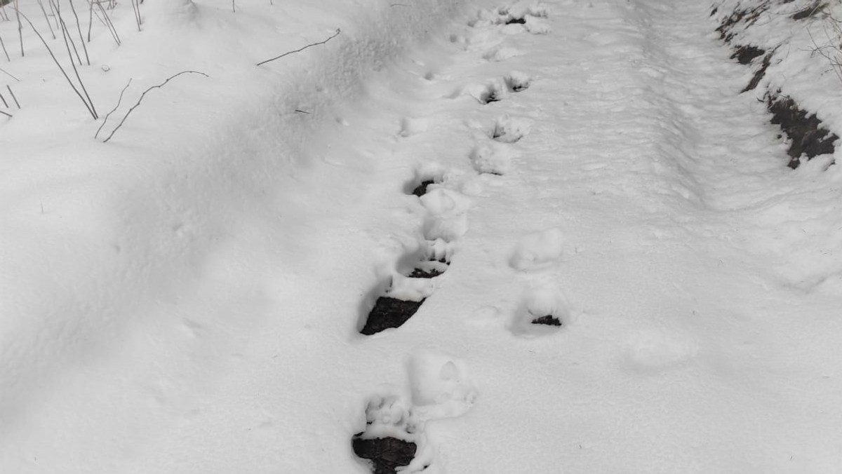 Tatry. Ślady niedźwiedzia odkryto na polsko - słowackiej granicy