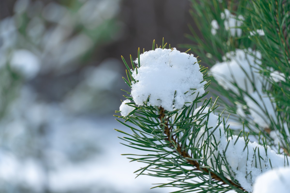 śnieg, pogoda, zima, choinka