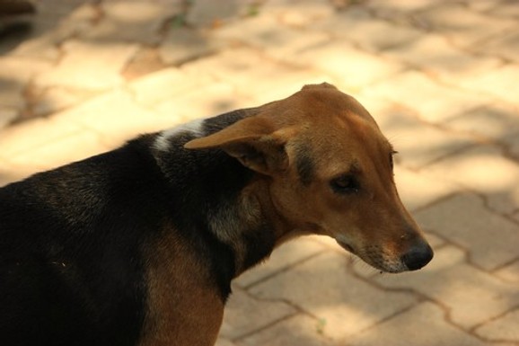 (FOTO) UGINUO OMILJENI PAS BEOGRAĐANA! Svi su voleli i čuvali Duleta, a sada se s tugom opraštaju od njega, sada se udružuju oko JEDNE ŽELJE