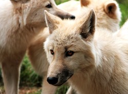 Drapieżniki atakują, ludzie chcą strzelać