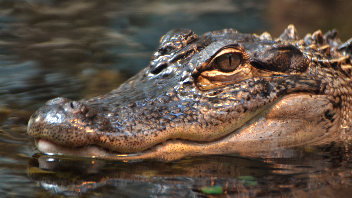Mężczyzna z Florydy złapał aligatora, który ważył blisko 500 kg