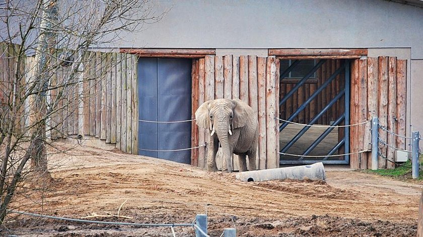 Słonica Linda z poznańskiego Zoo ma 30 lat