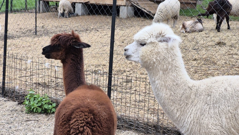 Alpake Stigle kao rođendanski poklon