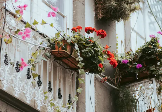 Wybierz najpiękniejsze kwiaty balkonowe. Pelargonie, begonie, a może bluszcz?