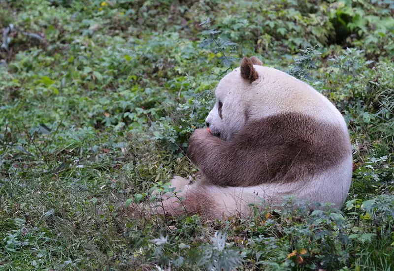 boredpanda.com