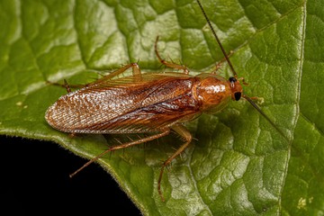 Erdeicsótány (Ectobius vittiventris)