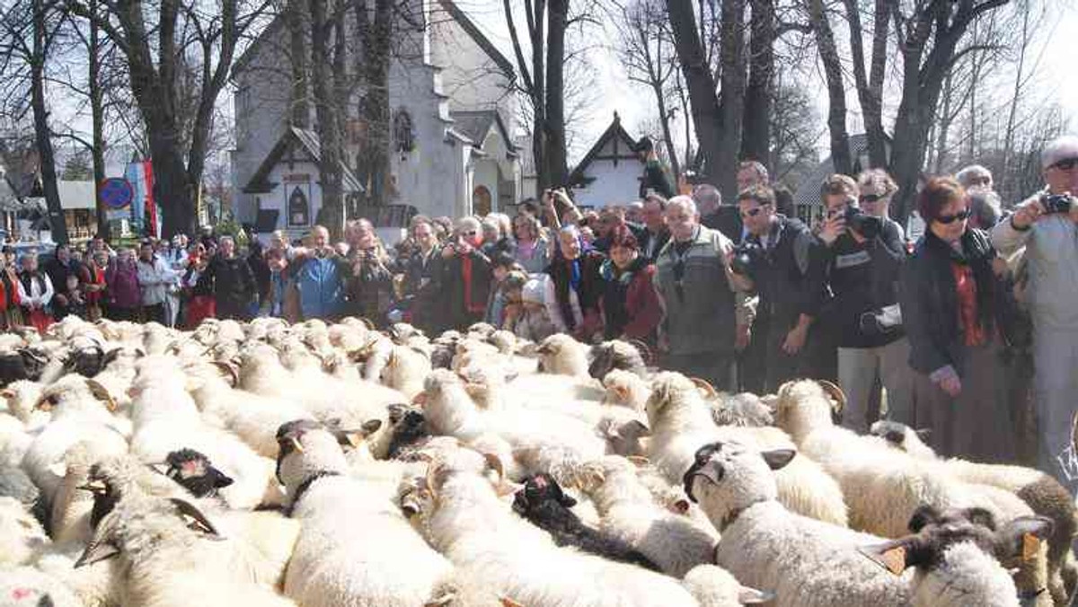 Turysto! Kupuj oscypki póki jeszcze są. Za kilka lat może się okazać, że będzie to na rynku prawdziwa rzadkość.