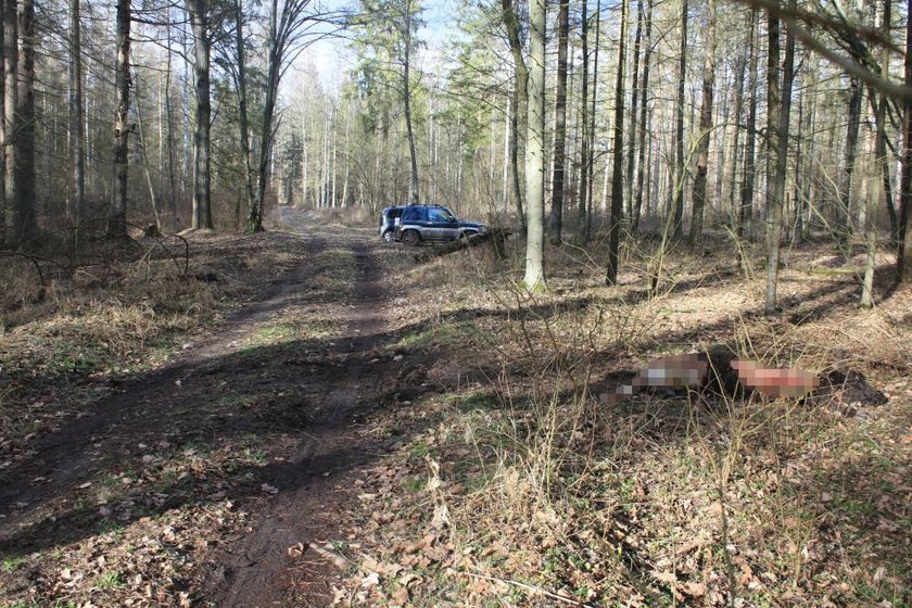 Tragiczne wydarzenie na Podlasiu. Wilki zaatakowały 'króla Puszczy"