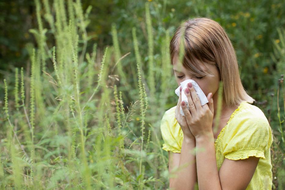 Parlagfű ellen az allergiaszezon elején. Fotó: Getty Images