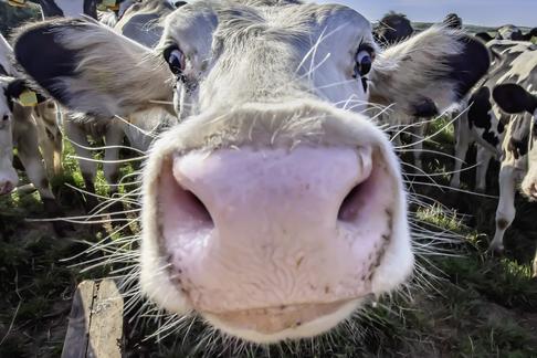 Według naukowców przyspieszenie wzrostu w Europie miało związek z masowym rozpoczęciem hodowli bydła i piciem mleka krowiego oraz jego przetworów