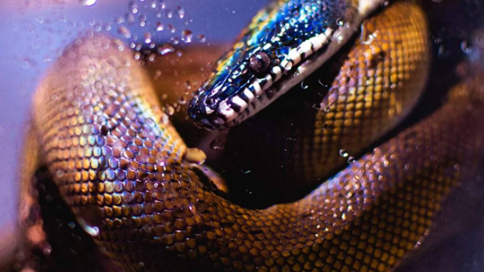Had vo farbách dúhy: Aj takéhoto krásavca môžeš mať doma