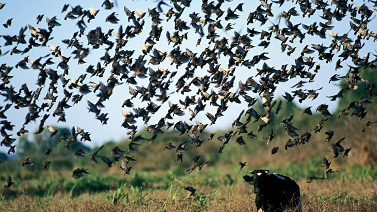 2 września w Parku Narodowym "Ujście Warty" po raz dziewiąty odbędzie się Święto Krowy - impreza przypominająca o tym, jak ważnym elementem tamtejszego krajobrazu są krowy, które pomagają utrzymać korzystne warunki siedliskowe dla ptaków.